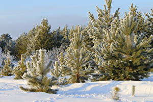 Фото Времена года Зима Снег Деревьев Ели Природа