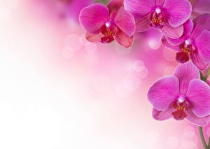 Фотография Орхидеи Фиолетовая Цветы