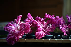 Фото Гладиолусы Фиолетовые цветок