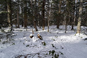 Обои Времена года Зима Леса Снеге Деревья Природа