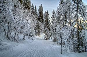 Фотографии Сезон года Зимние Дороги Леса Снегу Деревья Природа