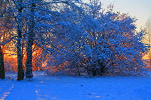 Фотография Сезон года Зимние Рассвет и закат Снеге Дерева Ветки Природа
