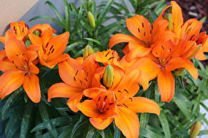 Картинка Лилия Оранжевые цветок