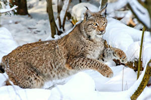 Фотография Большие кошки Рысь Смотрят Снег Лапы животное
