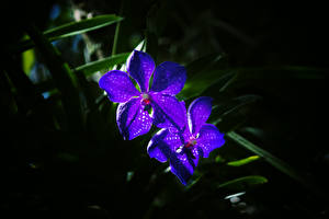 Обои Орхидея Фиолетовые Цветы