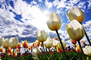 Фотографии Тюльпаны Небо Поля Белые Цветы