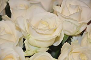 Фото Розы Белая цветок