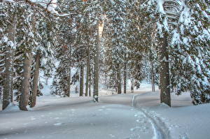 Фотография Сезон года Зимние Леса Снег Дерево HDR Природа