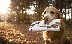 Фотография Собака Смотрит Морда конфеты животное