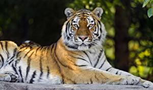 Фото Большие кошки Тигры Смотрят Усы Вибриссы Морды животное