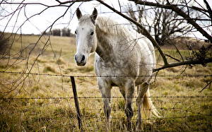 Фото Лошадь Смотрит Ветки Головы Траве животное