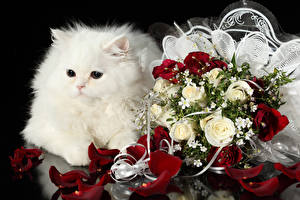 Фотография Кошки Розы Букет Взгляд Пушистые Белый Цветы