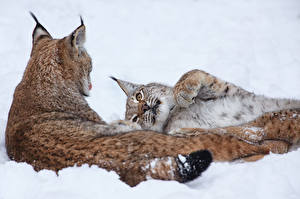 Фотография Большие кошки Рыси Снег