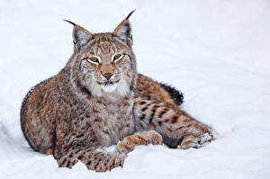 Картинки Большие кошки Рысь Смотрит Снегу Морда Животные