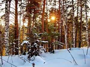 Обои Времена года Зимние Леса Деревья Снег Природа