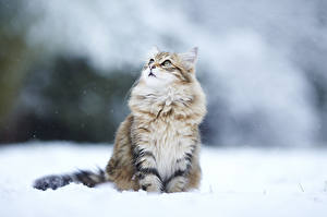 Обои Коты Смотрит Пушистый Снеге