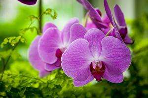 Фото Орхидеи Фиолетовый цветок