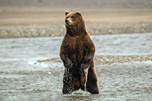Фотография Медведь Бурые Медведи Влажные Лап животное