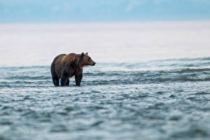 Картинки Медведи Гризли Море Мокрые Природа