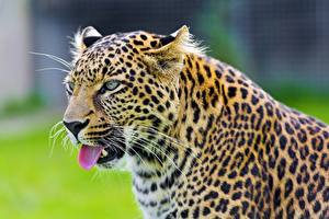 Фото Большие кошки Леопарды Взгляд Усы Вибриссы Морда Животные