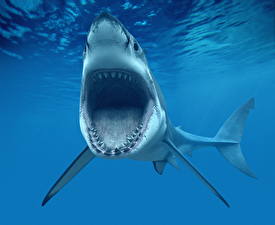 Фотография Подводный мир Акулы Зубы Злой белая 3D_Графика