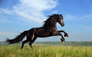 Картинка Лошадь Небо Черных Хвост Траве Животные