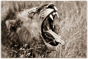 Фотографии Большие кошки Львы Голова Зубы Оскал Животные