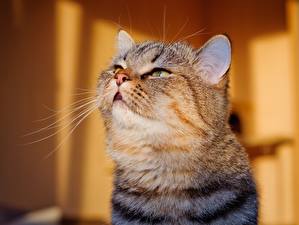 Фотография Кошки Смотрит Усы Вибриссы Морда животное