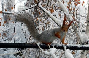 Фото Грызуны Белки Сезон года Зимние Снег На ветке Хвост животное