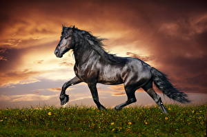Обои Лошади Небо Черный Хвоста Траве Облака животное