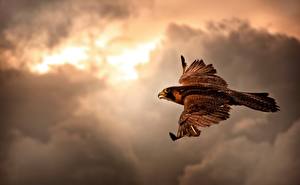 Фото Птица Ястреб Небо Облачно Летят Крылья Животные