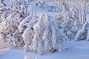 Обои Сезон года Зима Снег Ветки Природа
