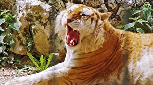 Фотографии Большие кошки Тигры Морда Оскал Зубы