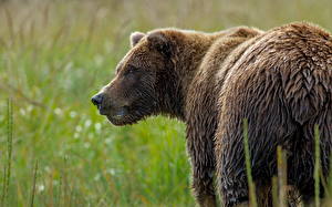 Картинка Медведи Бурые Медведи Влажные Морды животное