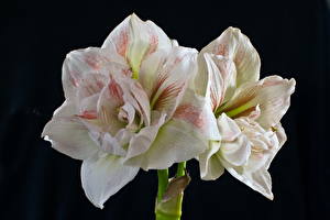 Обои Амариллис Белый цветок