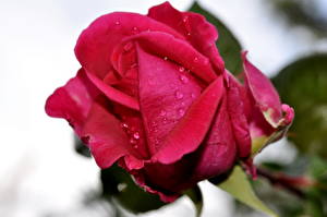 Фотография Роза Красная Капля цветок