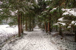 Фото Сезон года Зима Лес Снег Деревья Тропа Природа