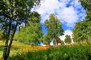Фотографии Времена года Лето Деревья Трава Березы Хакасия