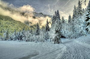 Обои Времена года Зима Лес Снега Дерева Тропа Облака HDR Природа