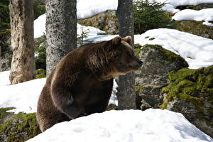 Фото Медведь Бурые Медведи Снегу