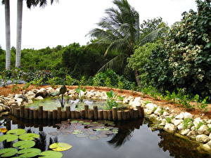 Картинки Сады Водяные лилии Пруд Queen Elizabeth Природа