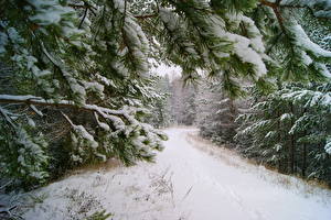 Картинки Сезон года Зимние Снег На ветке Дерево Природа