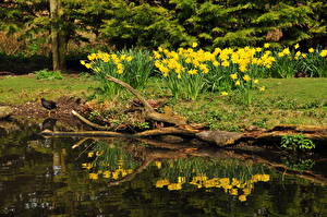 Картинка Парки Нарциссы Природа Цветы