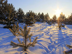 Фотографии Времена года Зима Снег Дерево Ель Природа