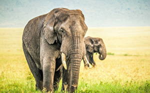 Фотографии Слон Животные