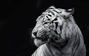 Фото Большие кошки Тигры Белый Усы Вибриссы Морда