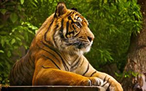 Картинка Большие кошки Тигры Смотрят Усы Вибриссы Морды