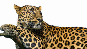 Фотография Большие кошки Леопард Взгляд Усы Вибриссы Морда