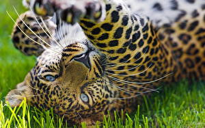 Картинки Большие кошки Леопарды Смотрит Морда Усы Вибриссы