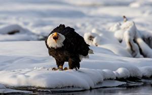 Фотографии Птица Ястреб Белоголовый орлан Снеге животное